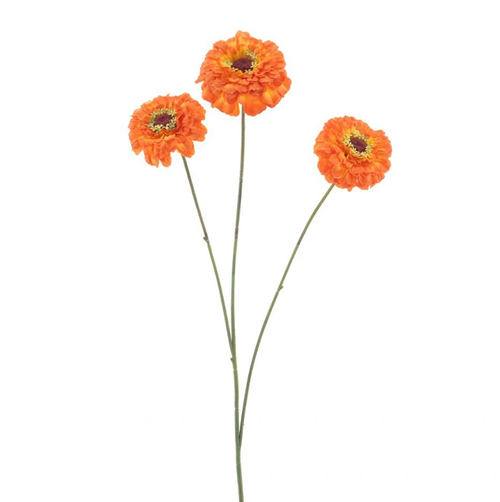 https://cdn.warentuin.nl/media/catalog/product/Z/i/Zinnia_elegans_spray_orange_60_cm_3b1b.png