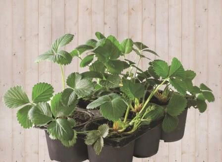 https://cdn.warentuin.nl/media/catalog/product/a/a/aardbei_zess_stuk_1_9377.jpg
