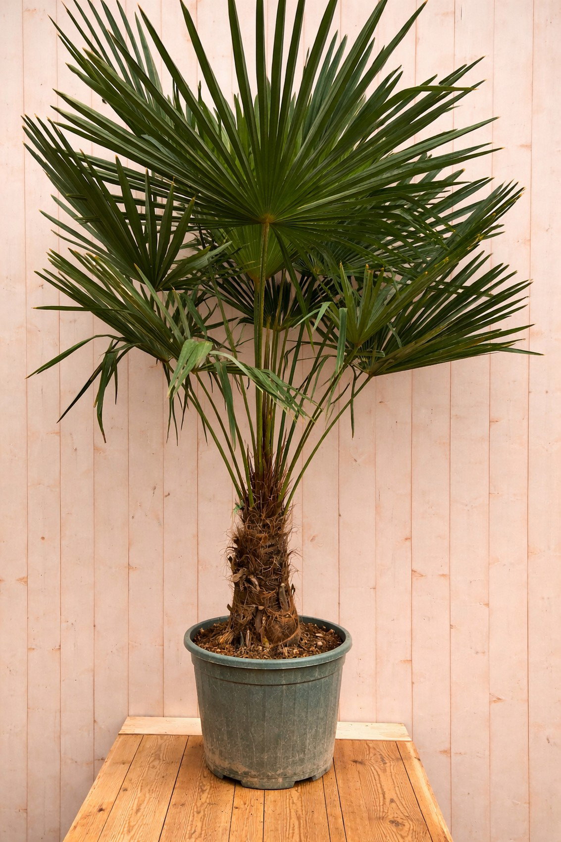 Chinese waaierpalm trachycarpus fortunei 190cm stamhoogte ongeveer 45cm Warentuin Natuurlijk - Warentuin natuurlijk