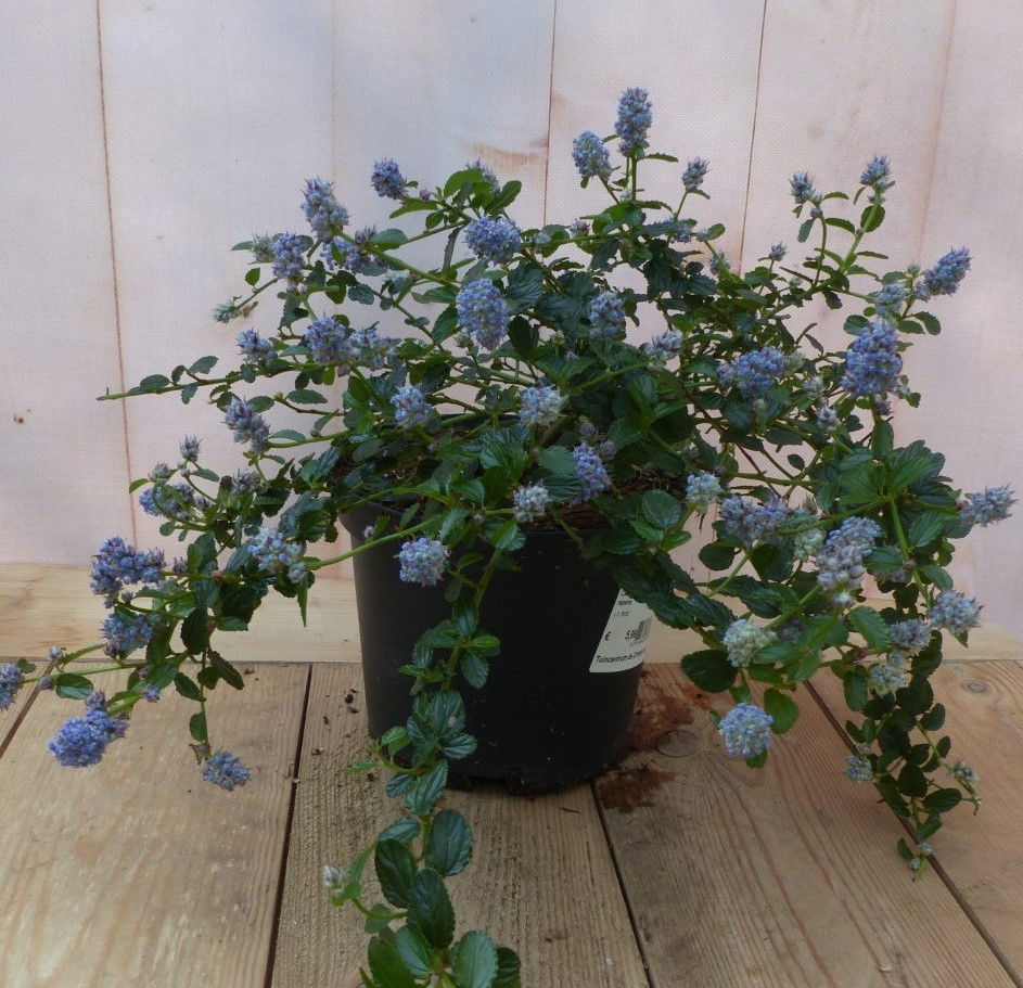 https://cdn.warentuin.nl/media/catalog/product/a/m/amerikaanse_sering_warentuin_natuurlijk_1__a42b.jpg