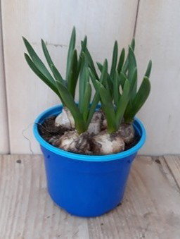 Warentuin natuurlijk 5 stuks! Bolletjes blauwe druif in klein potje Voorjaarsbollen Muscari  - 