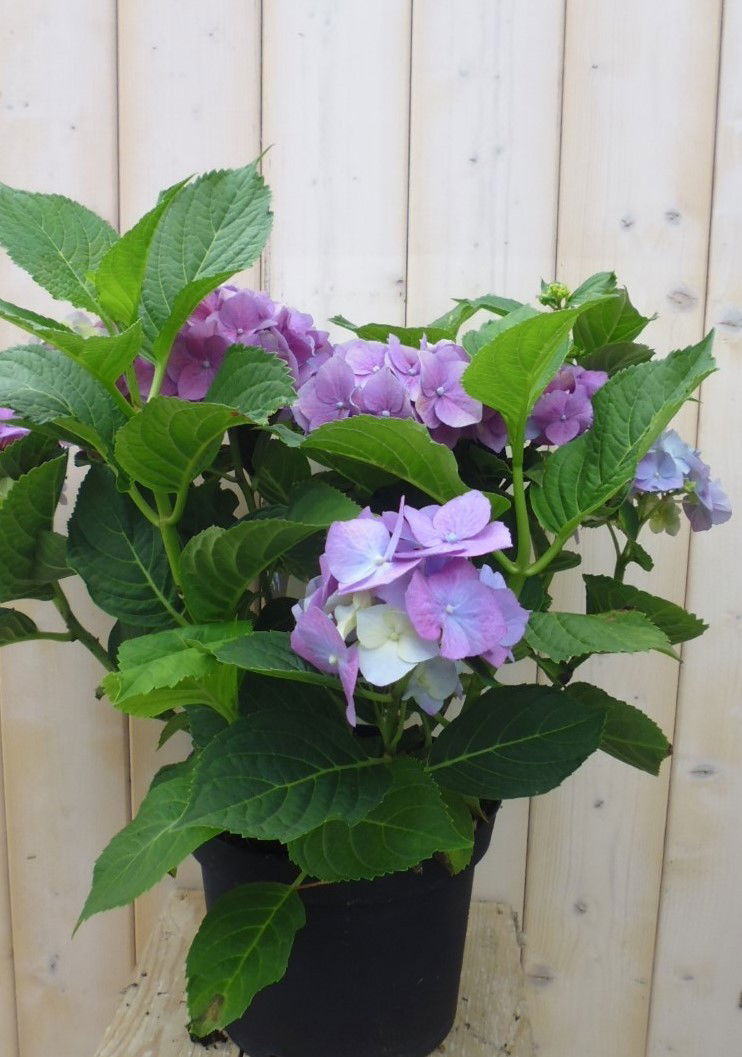 https://cdn.warentuin.nl/media/catalog/product/b/l/blauwe_hortensia_2__c00c.jpg