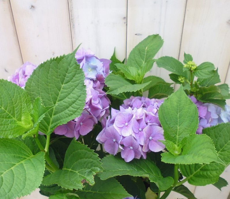 https://cdn.warentuin.nl/media/catalog/product/b/l/blauwe_hortensia_3__1_4941.jpg