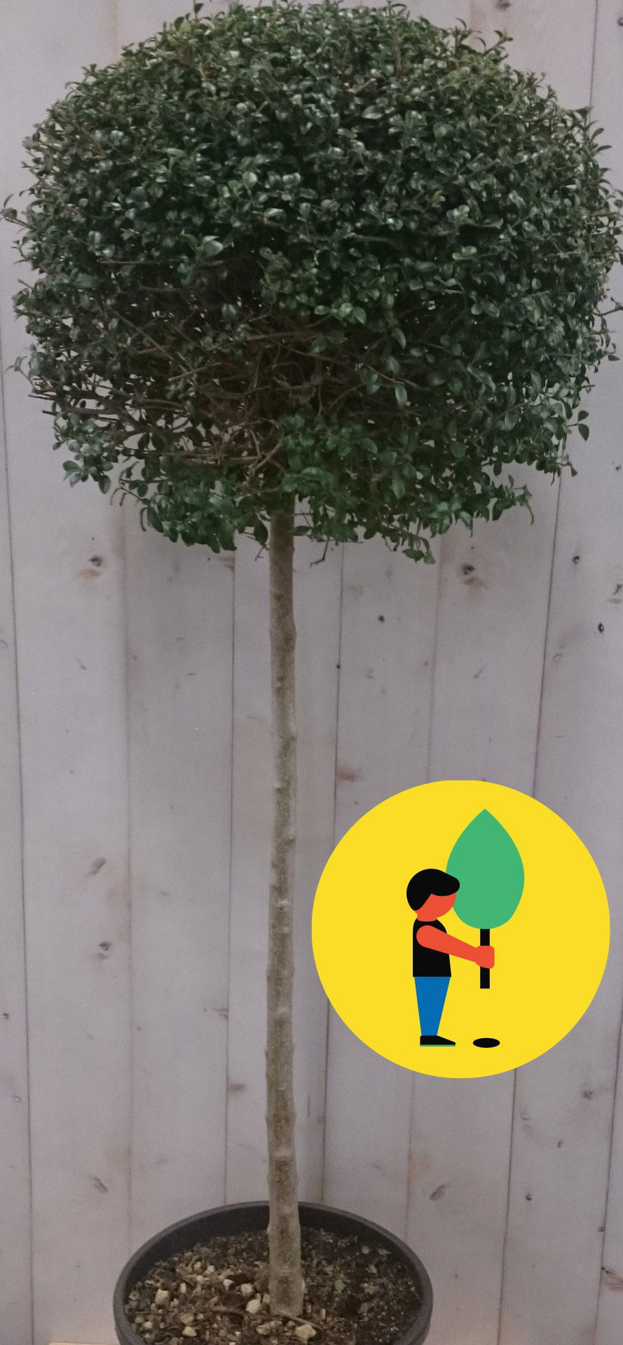 Buxus bol op stam diameter 40 cm 150 cm - Urban Street Forest