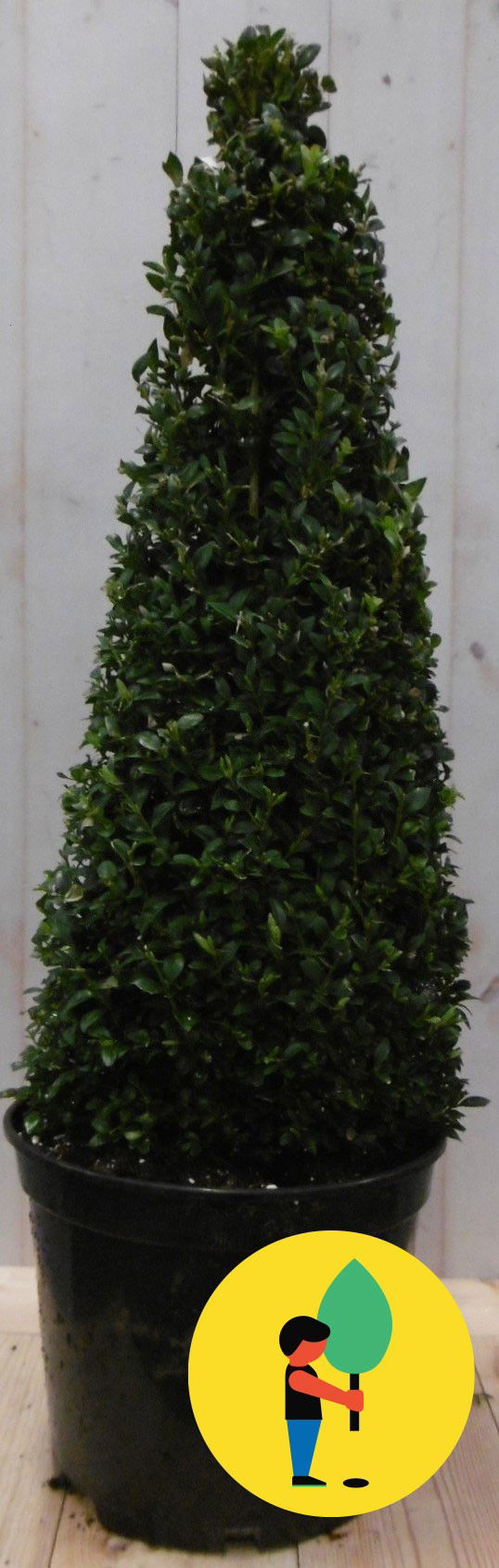 Buxus Piramide 90 cm - Urban Street Forest