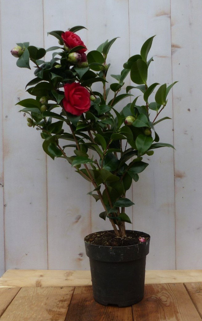 Warentuin natuurlijk Camelia rood 50 cm  - 