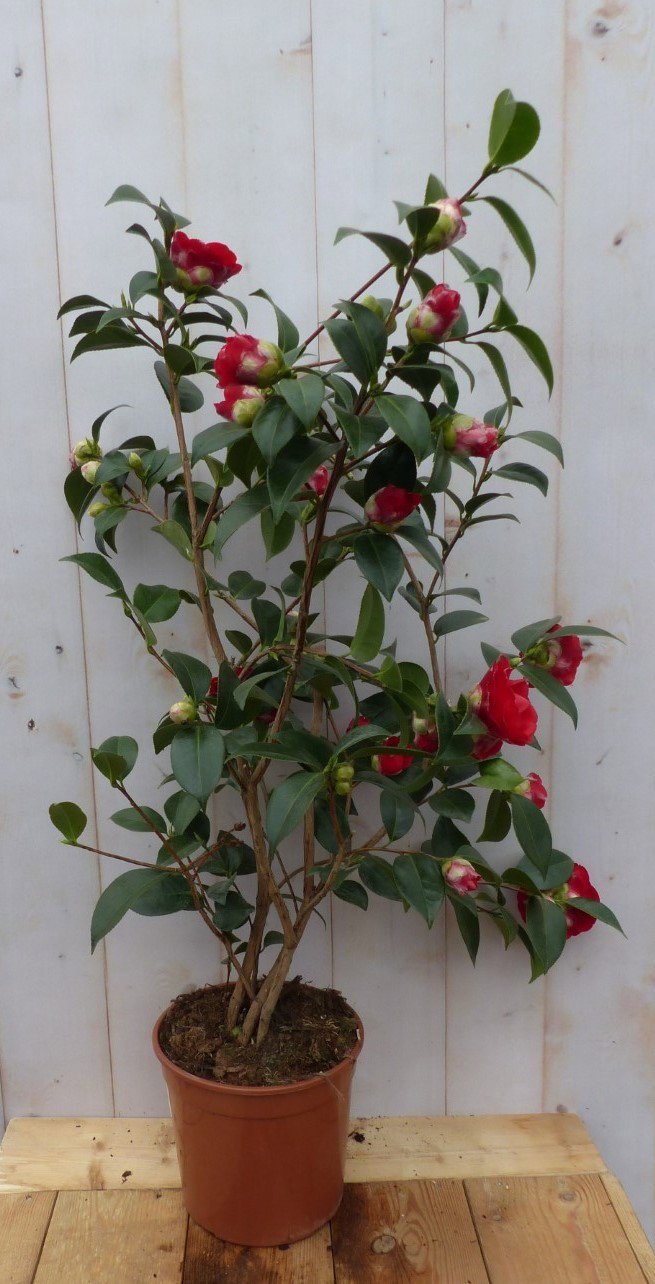 Warentuin natuurlijk Camelia rood 80 cm  - 