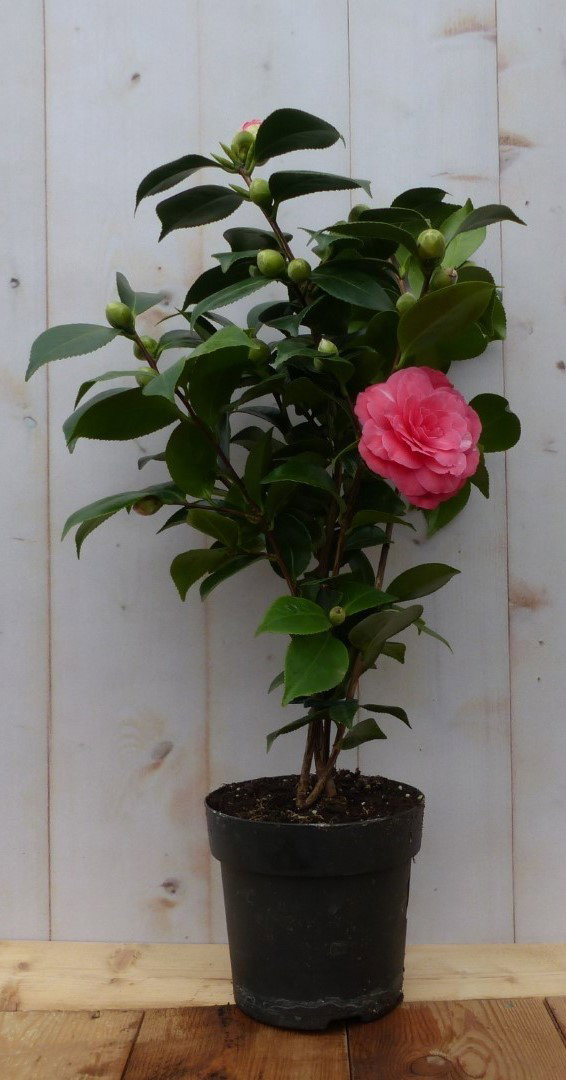 Warentuin natuurlijk Camelia roze 50 cm  - 