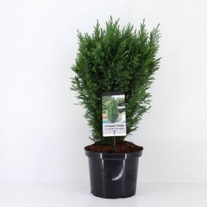 Warentuin natuurlijk Chamaecyparis law little spire 55 cm - 