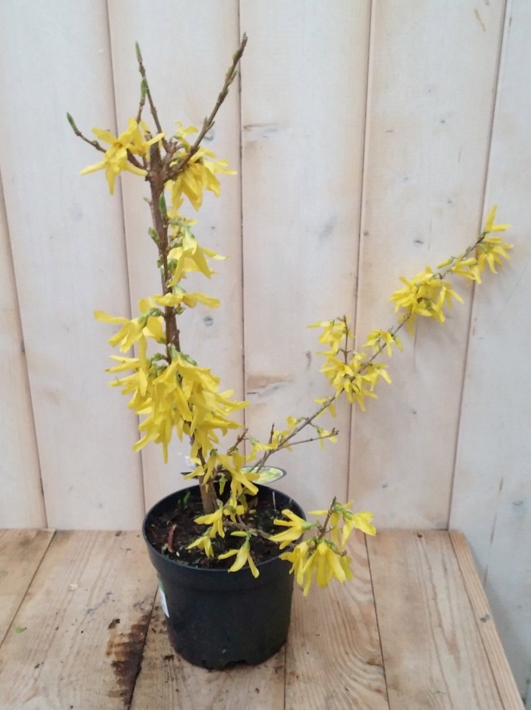 Warentuin natuurlijk Chinese Klokje forsythia 40 cm  - 