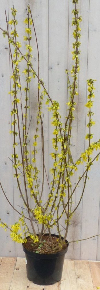 Warentuin natuurlijk Chinese Klokje Forsythia120 cm  - 