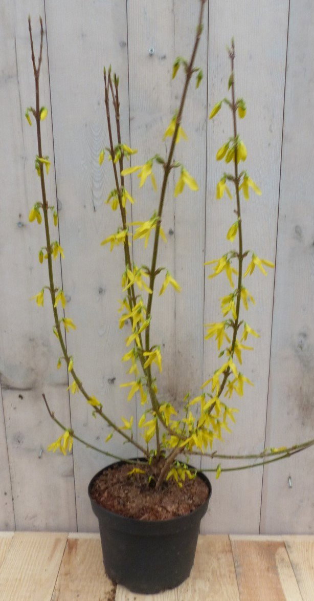 Warentuin natuurlijk Chinese Klokje Forsythia 80 cm  - 