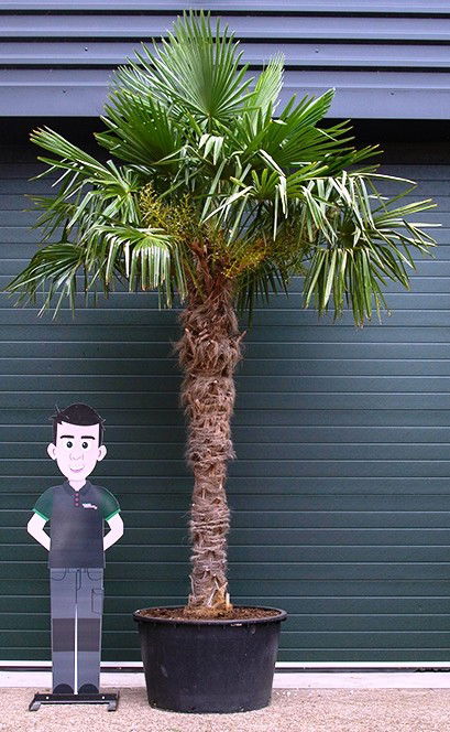 Chinese waaierpalm Trachycarpus Fortunei h 280 cm st. h 190 cm Warentuin Natuurlijk