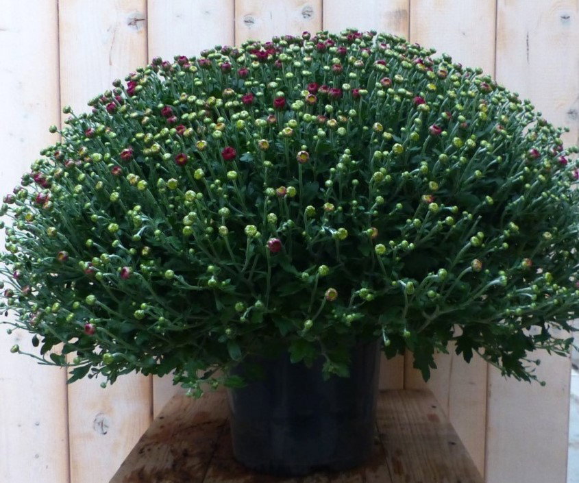 Bol Chrysant Koper GROOT Chrysanthemum Warentuin Natuurlijk - Warentuin natuurlijk
