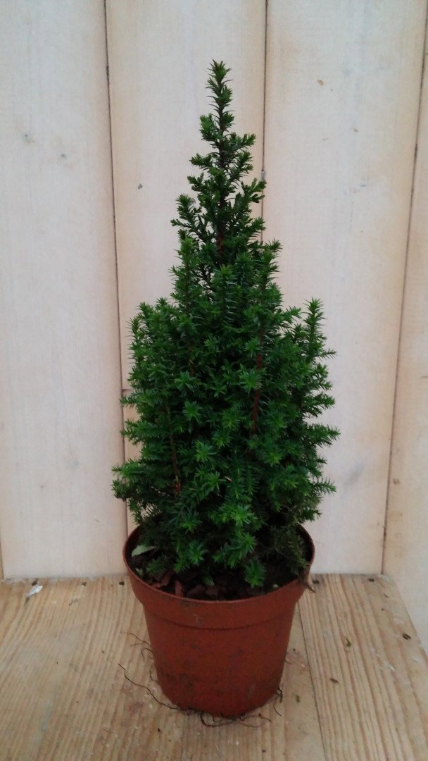 https://cdn.warentuin.nl/media/catalog/product/c/o/conifeer_30_cm_jeneverbes_blauw_warentuin_natuurlijk_1__9988.jpg