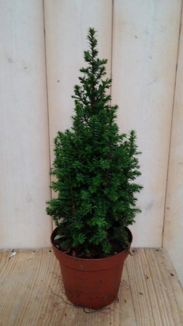https://cdn.warentuin.nl/media/catalog/product/c/o/conifeer_30_cm_jeneverbes_blauw_warentuin_natuurlijk_2__c6d4.jpg