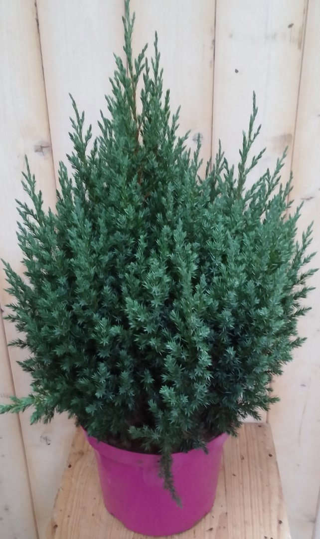 https://cdn.warentuin.nl/media/catalog/product/c/o/conifeer_50_cm_jeneverbes_blauw_warentuin_natuurlijk_1__61aa.jpg