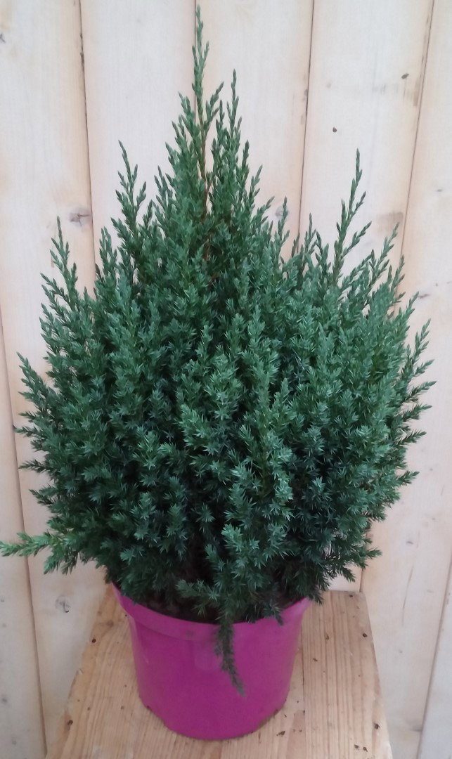 https://cdn.warentuin.nl/media/catalog/product/c/o/conifeer_50_cm_jeneverbes_blauw_warentuin_natuurlijk_2__dd1b.jpg
