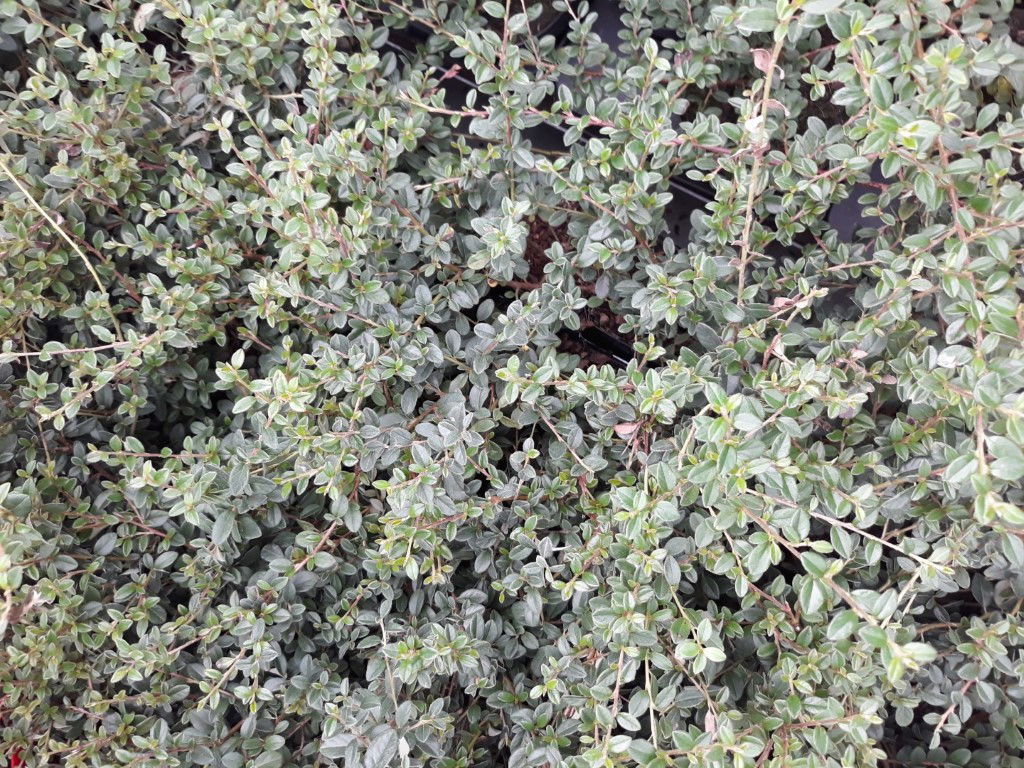 https://cdn.warentuin.nl/media/catalog/product/c/o/cotoneaster_dwergmispel_klimstruik_80_cm_warentuin_natuurlijk_1__1393.jpg