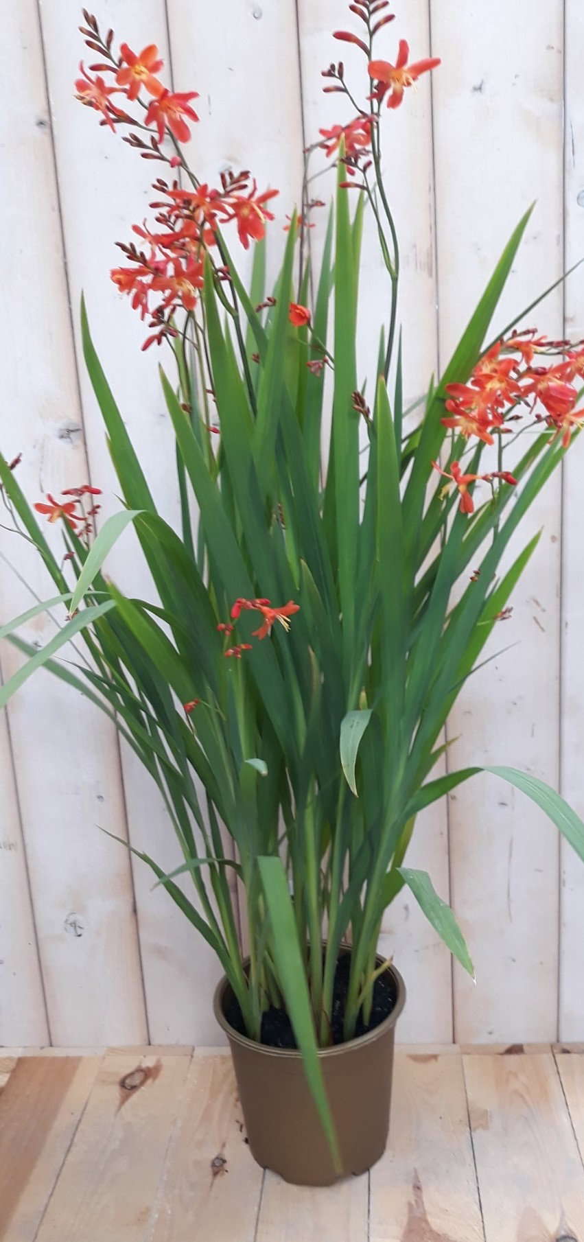 Crocosmia Montbretia 40 cm Warentuin Natuurlijk - Warentuin natuurlijk