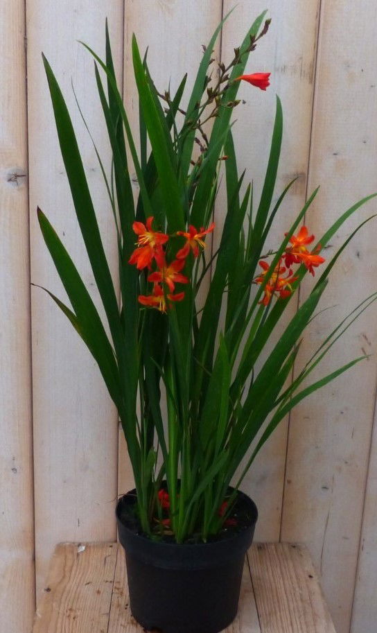Crocosmia - Warentuin Natuurlijk