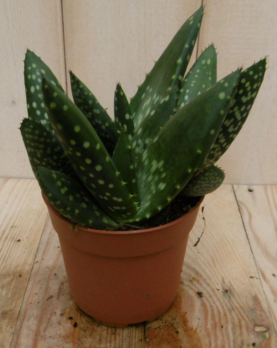 aloe vera miracle Miracle Aloe Vera Soap