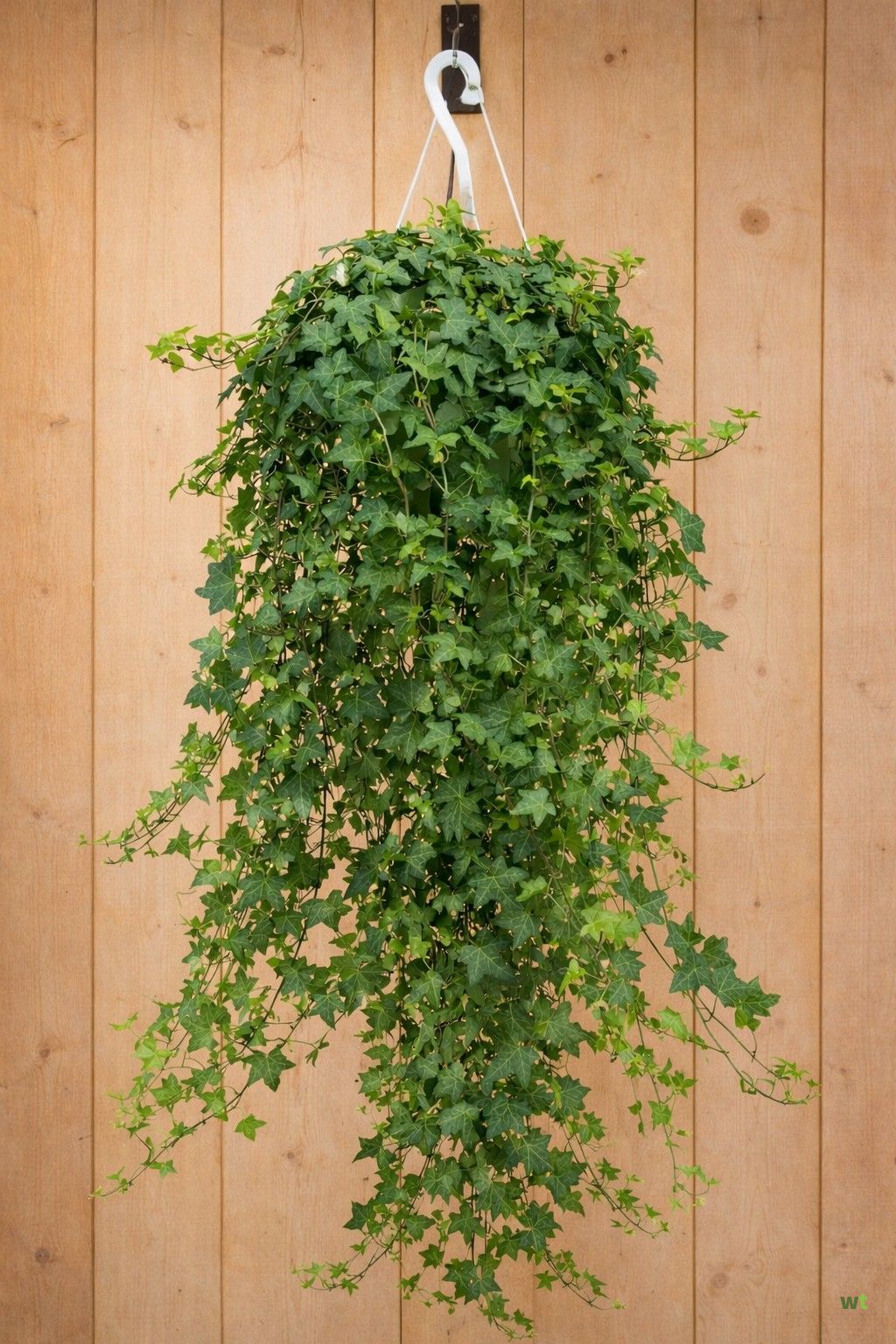 Kunstmatige hangende klimop, hangende slingers, hangplanten