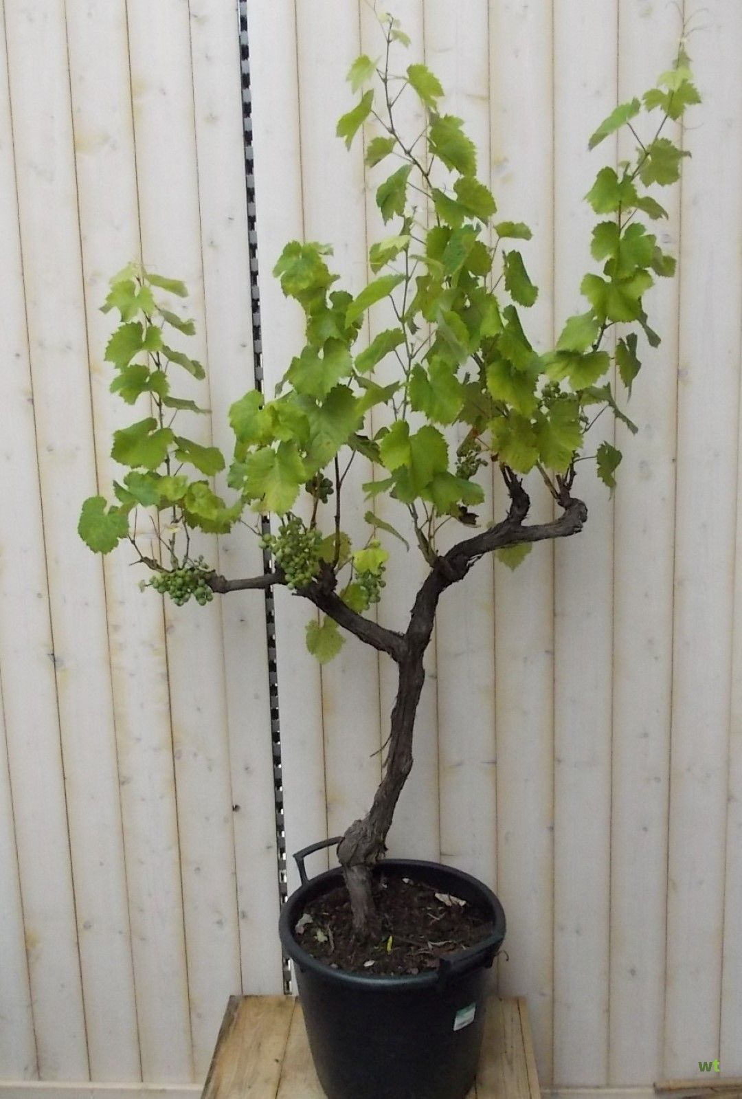 olivenbäume im garten pflanzen Großer Olivenbaum, 100-110cm – Green Me Up main image 0