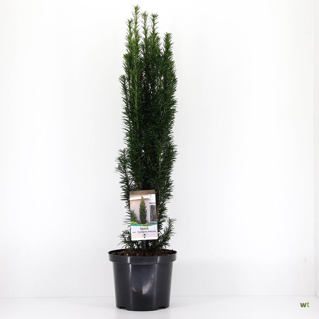 thuja plicata western red cedar Western Red Cedar  Sparrowhawk Native Plants