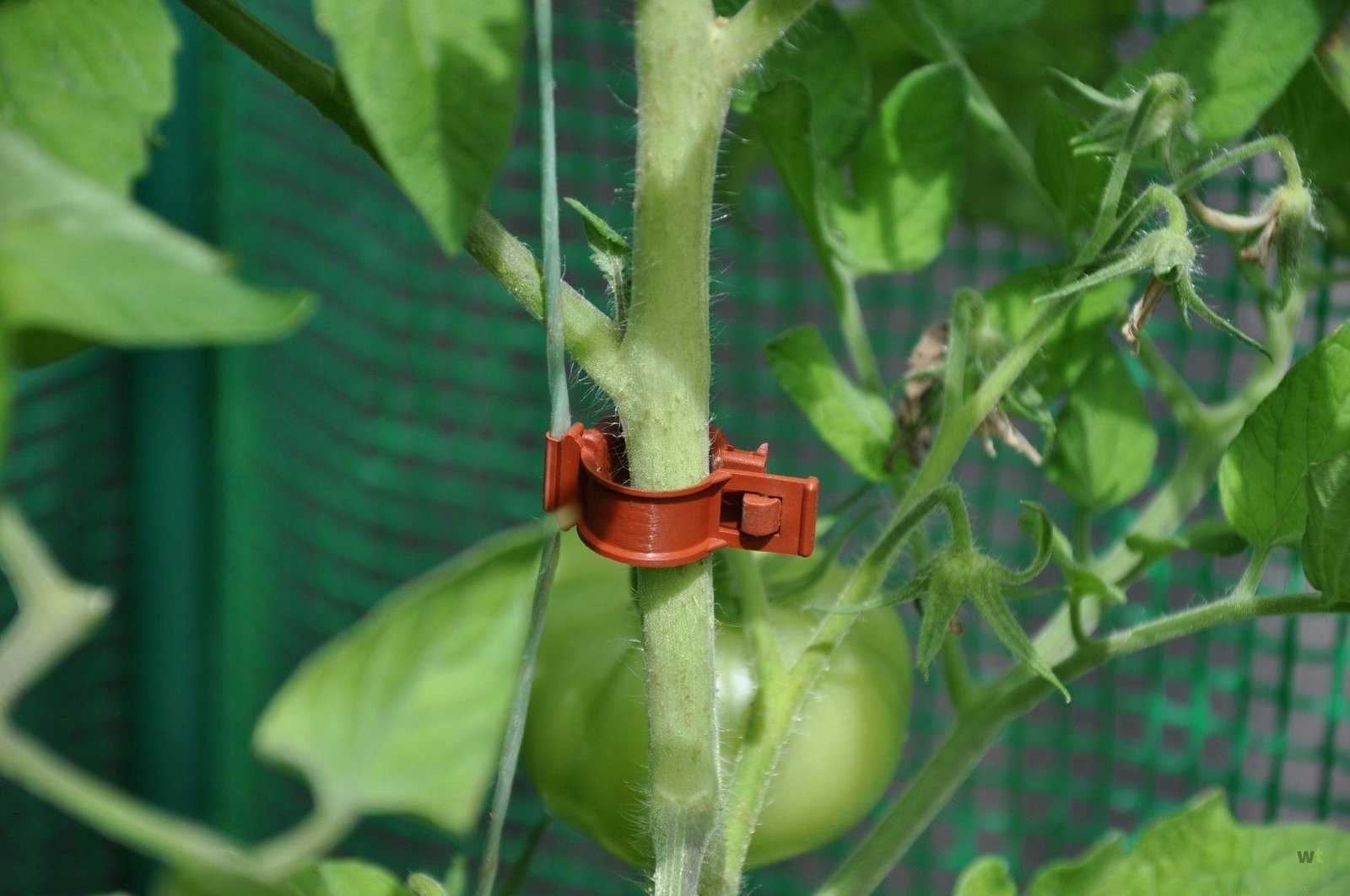 100 Stuks Enten Clips, Tomatenzaailing Enten Clip, Hoog Rendement voor Fruit en Groenten, Geschikt voor Zaailingen Enten met Bloemen Kinderkamer