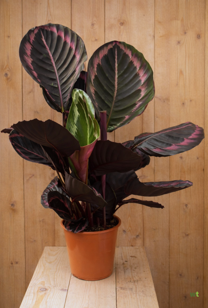 Kamerplant Calathea Surprise Star Pauwenplant groot blad met roze 60 cm  Warentuin Natuurlijk