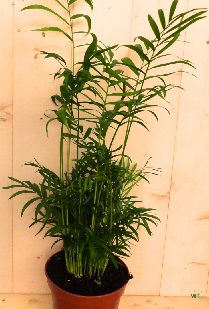 Chamaedorea cataractarum Mexicaanse bergpalm, 70-80 cm