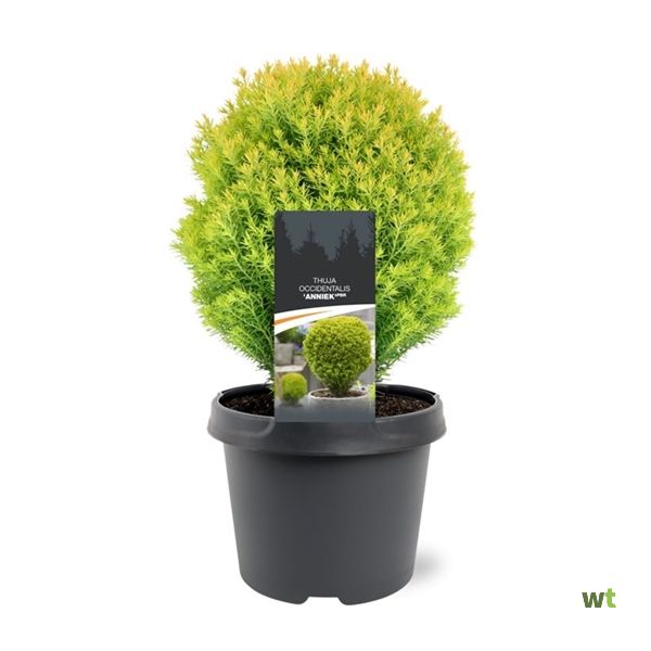 weihnachtsstern outdoor batterie LED-Stern 10 cm, Outdoor mit Batteriebetrieb  Shoppen Im Kaufrausch