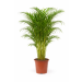 https://cdn.warentuin.nl/media/catalog/product/cache/26175cca2ac4859e078251b902fc0b74/a/r/areca1.png