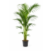 https://cdn.warentuin.nl/media/catalog/product/cache/26175cca2ac4859e078251b902fc0b74/k/e/kentia1.png