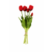 https://cdn.warentuin.nl/media/catalog/product/cache/26175cca2ac4859e078251b902fc0b74/t/u/tulp1.png