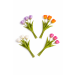 https://cdn.warentuin.nl/media/catalog/product/cache/26175cca2ac4859e078251b902fc0b74/t/u/tulpen2.png
