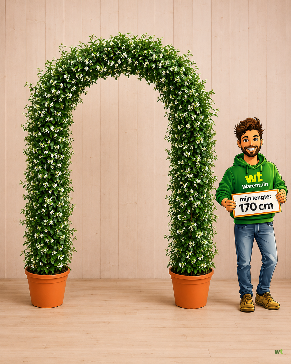 Actie 5: Geurende Toscaanse Jasmijn in Boog - Groenblijvende Vaste Plant 180 x 300 cm - Warentuin Na