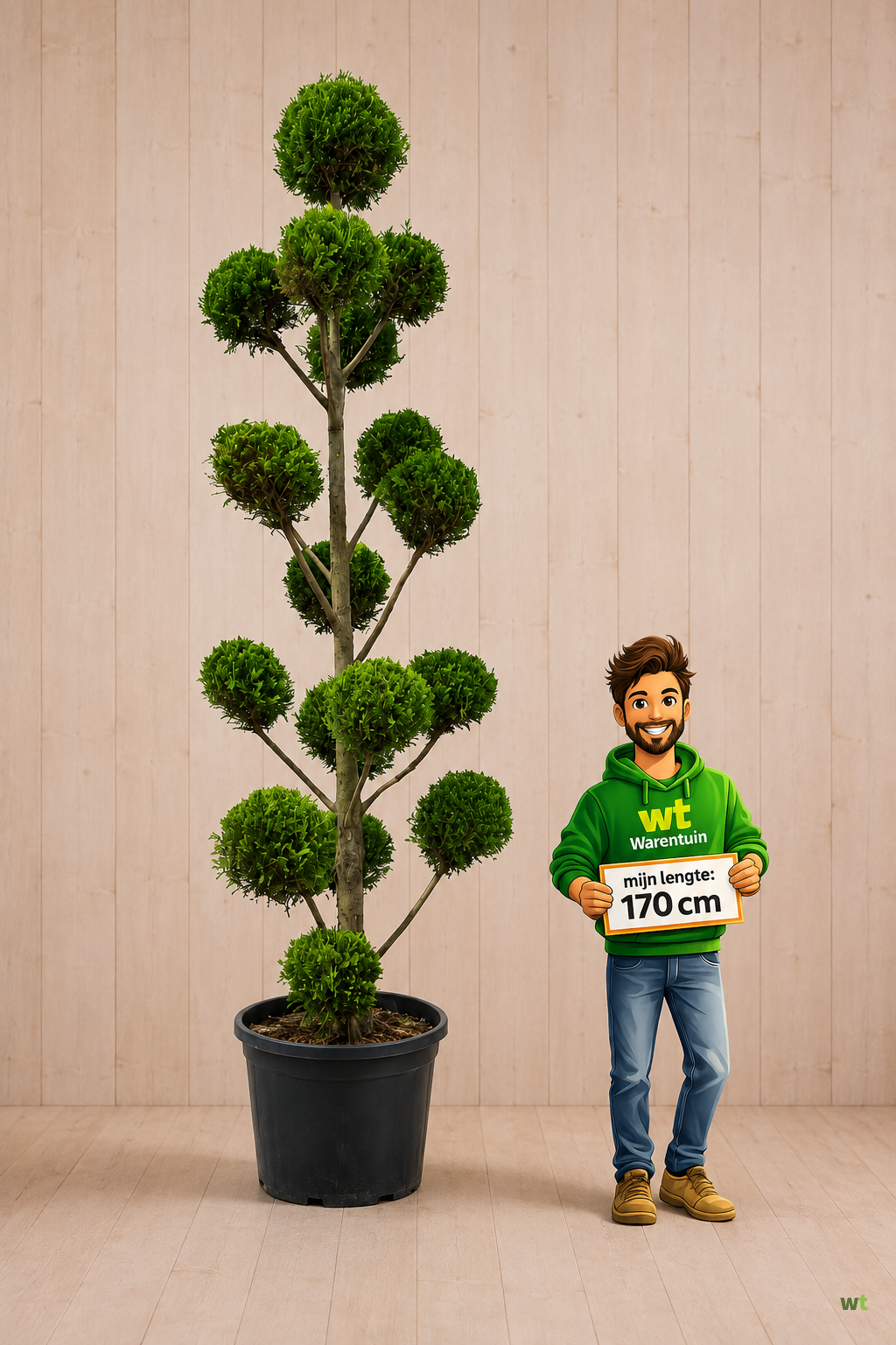 Actie 8: Conifeer met bolletjes - ca. 500 cm hoog - volle plant - Warentuin Natuurlijk