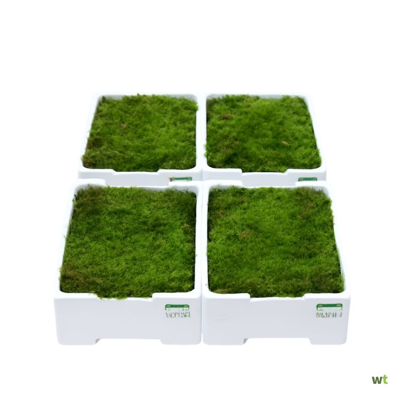 Outlet G: Vier kisten platmos - plaatmos (4 lagen mos per kist) Warentuin Natuurlijk - Warentuin Col