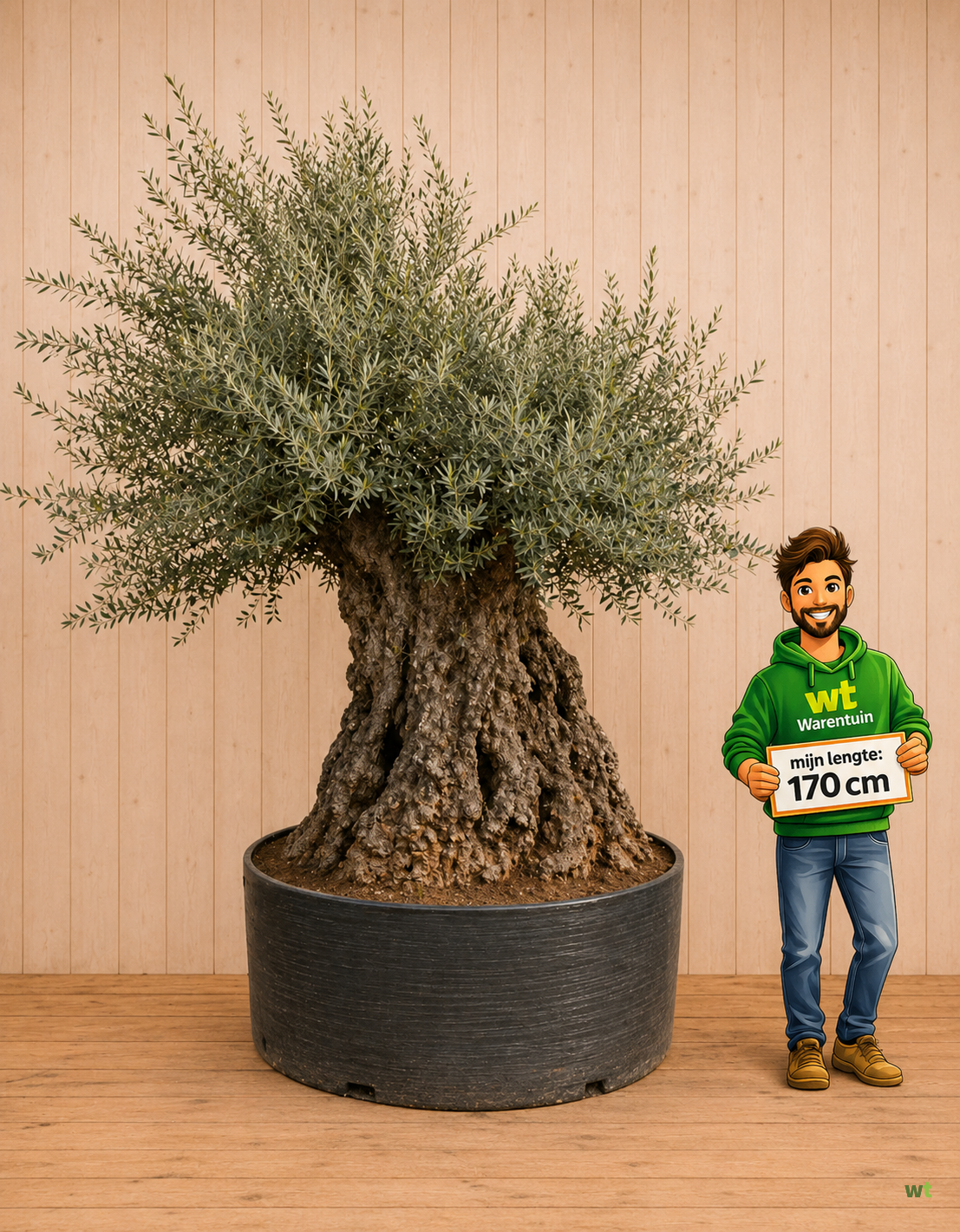 Actie 1: Unieke XL Plant: Reuze Olijfboom Olea - mediterrane eye catcher (8149900040985) - Warentuin