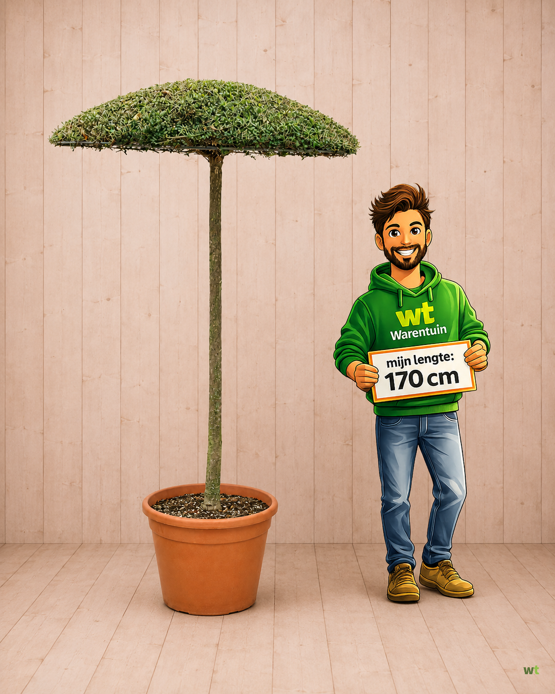 Actie 6: Ilex parasolboom XXL - ca. 250 cm hoog - Ø 120 cm - Volle plant - Warentuin Natuurlijk