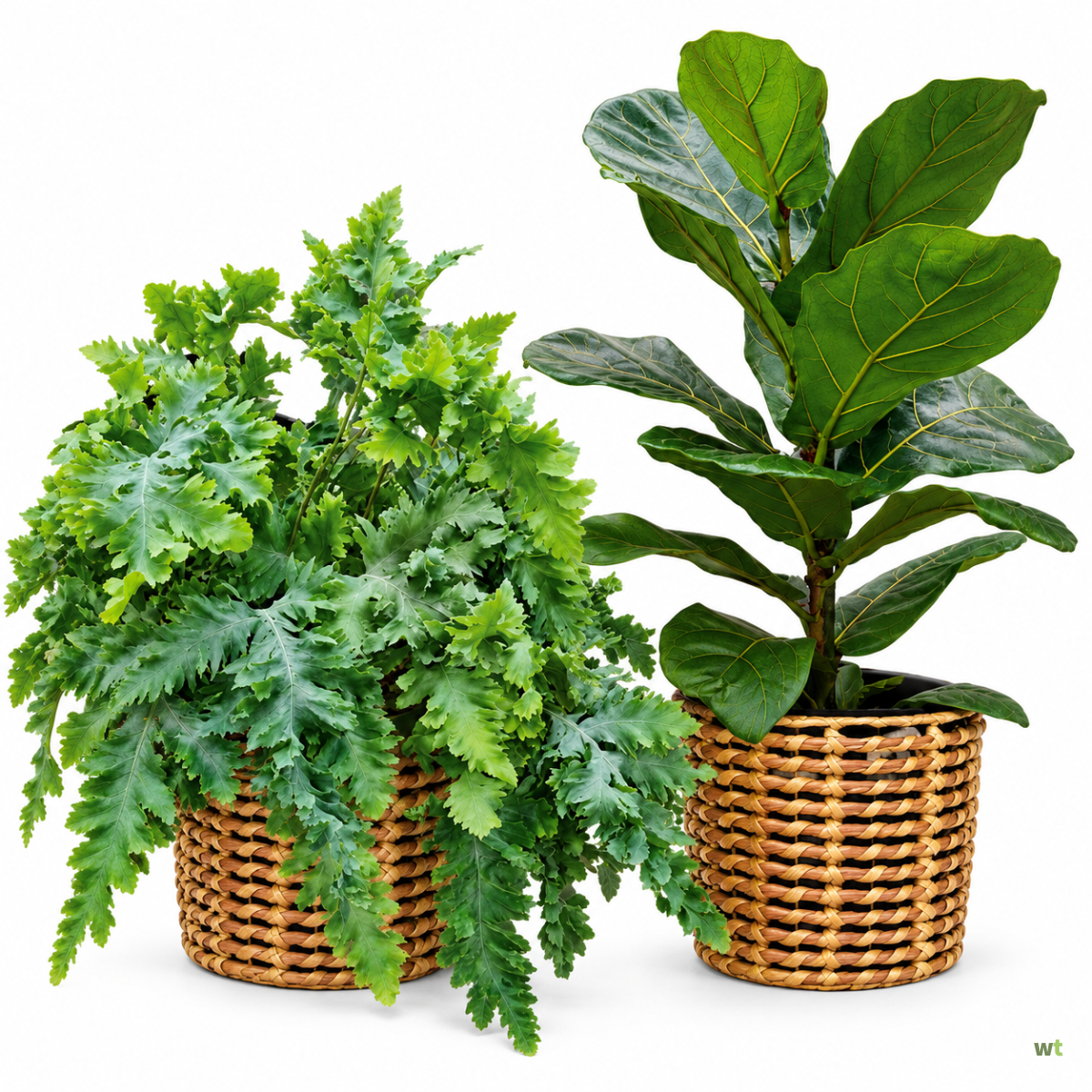 Outlet L: Kamerplant met pot naar keuze - Ficus lyrata of Phlebodium Davana - Warentuin Collection