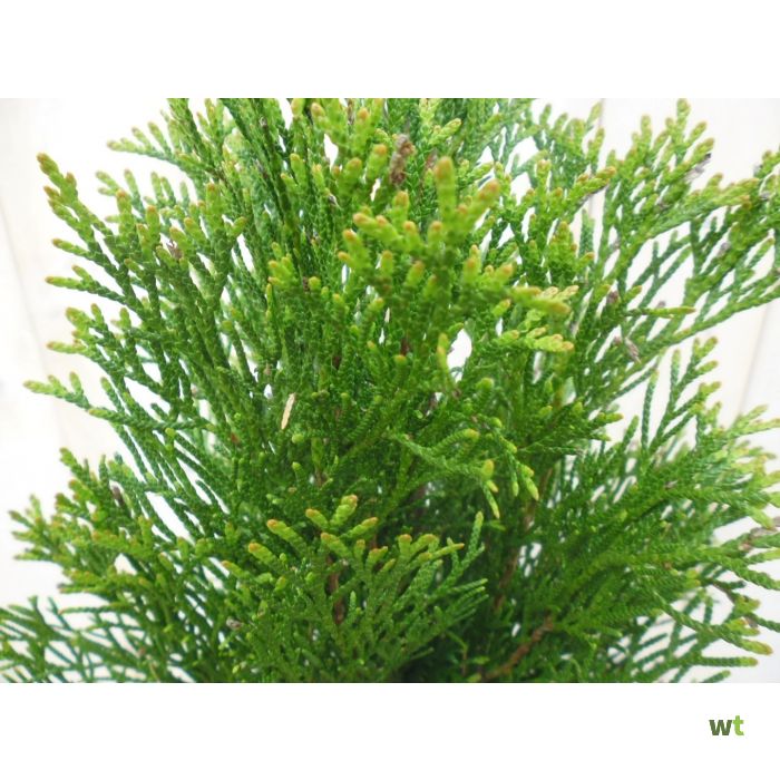 thuja pompon Tuja vakarinė (Thuja occidentalis) 'Pom Pom' – Gitanos medeliai main image 0