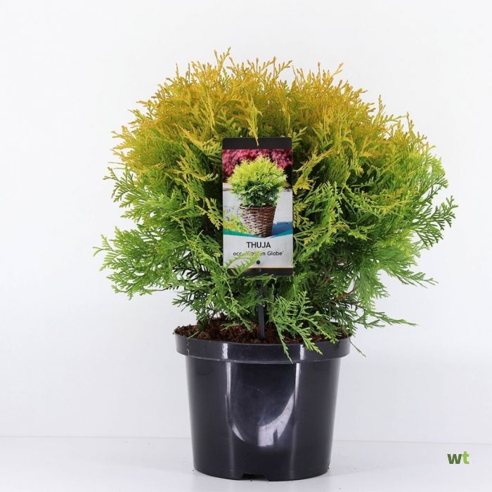 duckweed plants for sale Duckweed (Ultimate Floating Aquarium Plant)