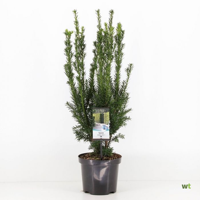 Taxus media hillii 50-60 cm Conifeer Warentuin Natuurlijk