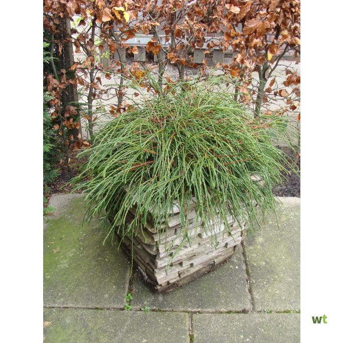 Thuja plicata whipcord 30-40 cm Conifeer Warentuin Natuurlijk