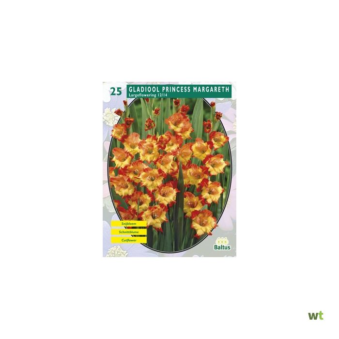 Gladiolus Princess margaret rose x 10 12/14 - Sam van Schooten