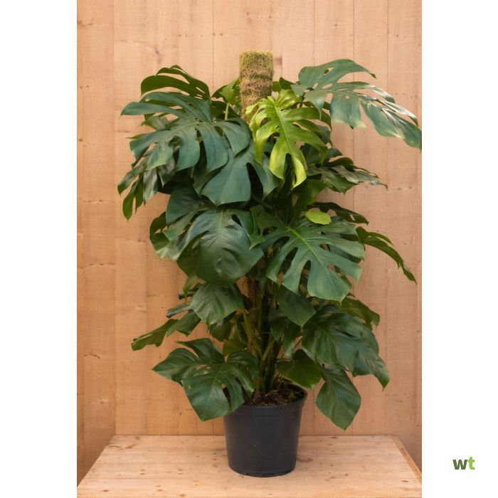 aureum plant Golden Pothos Epipremnum aureum main image 0