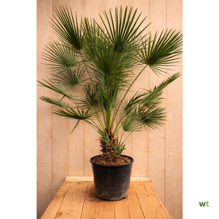 https://cdn.warentuin.nl/media/catalog/product/cache/67bc27e7d6591b2dced4d92ea75853e4/S/C/SCAN9900001927010_europese_dwergpalm_chamaerops_humilis_170c_fe5e.jpg
